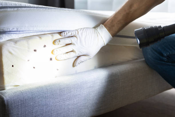 Best Emergency Pest Control  in Thompson Falls, MT