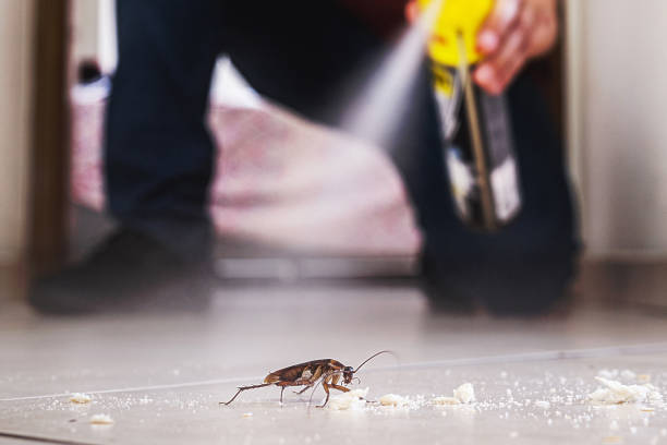 Best Best Pest Control Companies  in Thompson Falls, MT