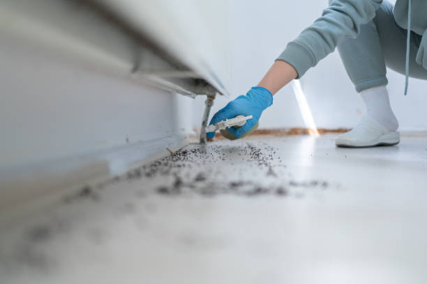 Best Affordable Pest Control Services  in Thompson Falls, MT